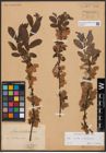 Foto von Salix aurita L. x Salix starkeana Willd.